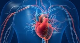 BENEFITS OF HEALTHY BLOOD CIRCULATION IN YOUR BODY