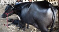 मुर्रा नस्ल की भैंस